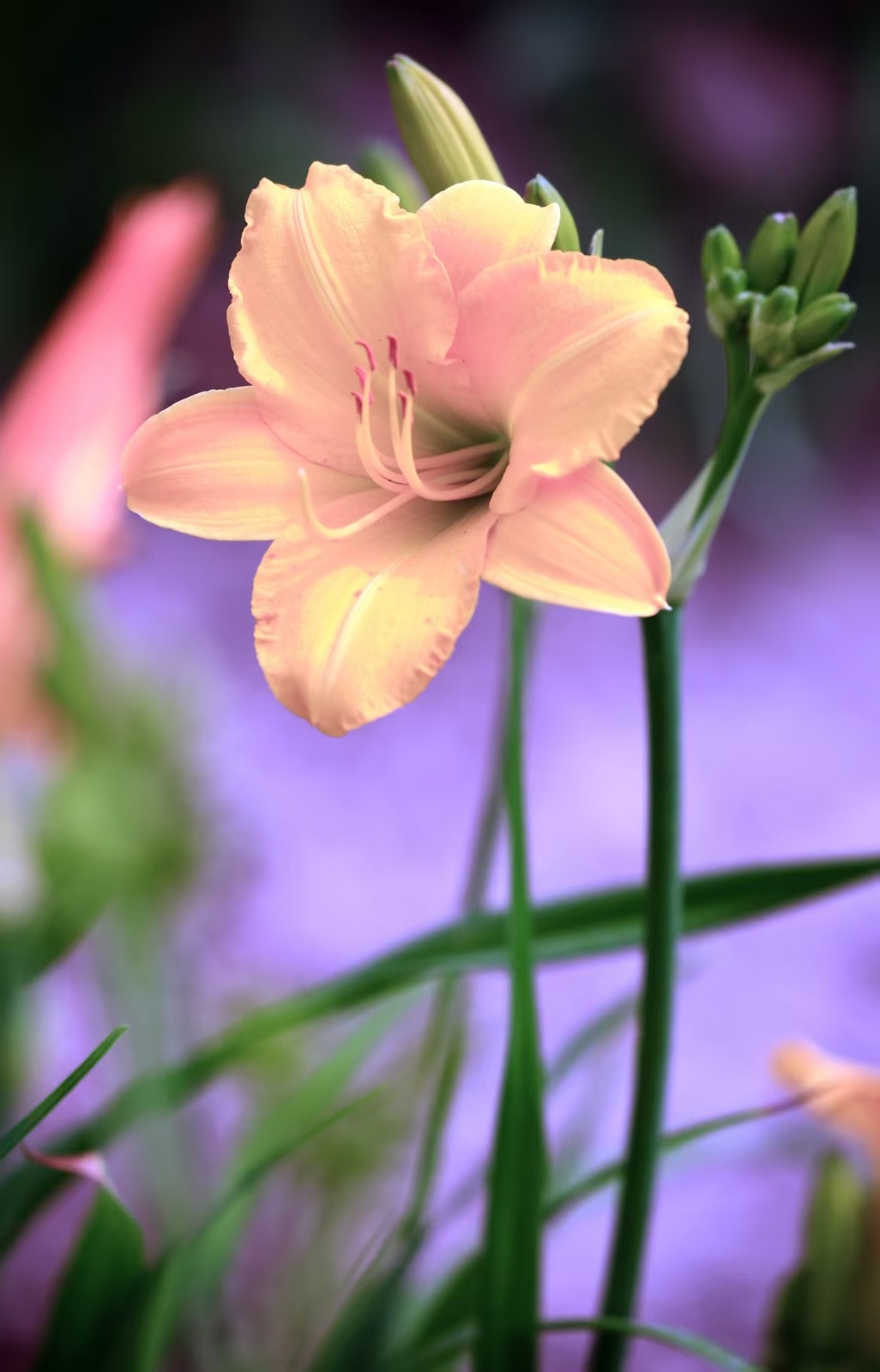 中国母亲花-萱草开花啦！带你领略萱草的魅力！