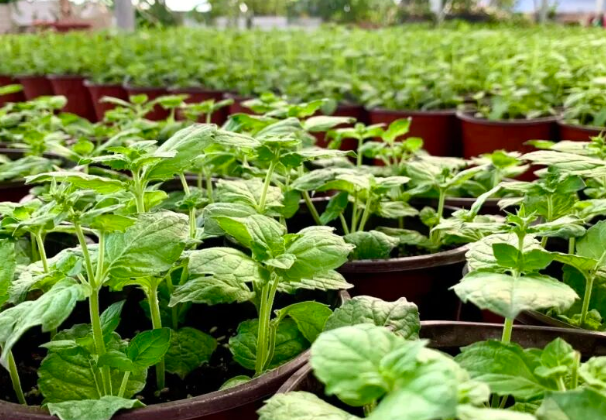 夏夜蚊子杀疯了！还传登革热？阳台种这 8 种 “驱蚊神器”，蚊子见了连夜逃！夏夜蚊子杀疯了！还传登革热？阳台种这 8 种 “驱蚊神器”，蚊子见了