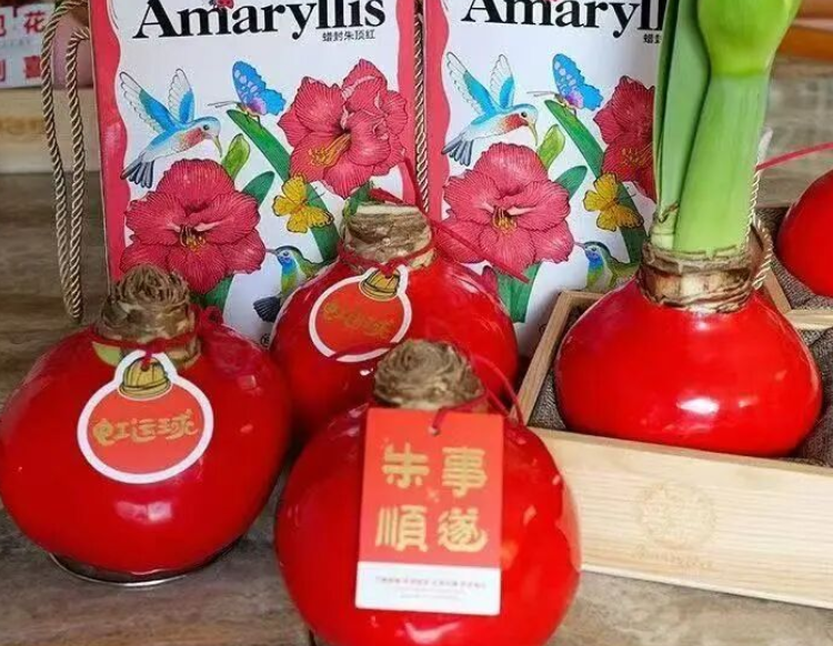 教师节送礼不发愁！这款 “空气开花” 的蜡封朱顶红，去年卖爆今年仍抢手！