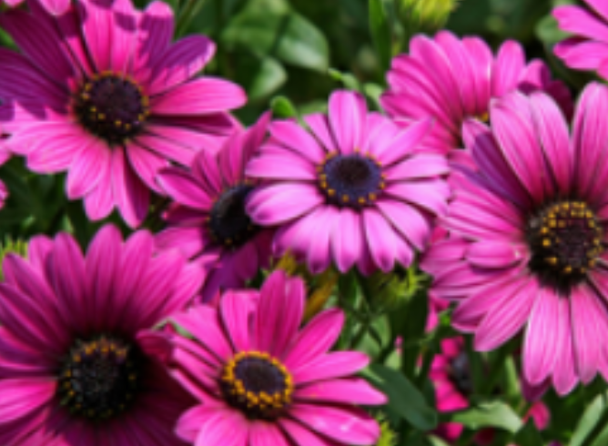 秋播花事・终章：秋深时埋进花种，等春日捧出满院童话！