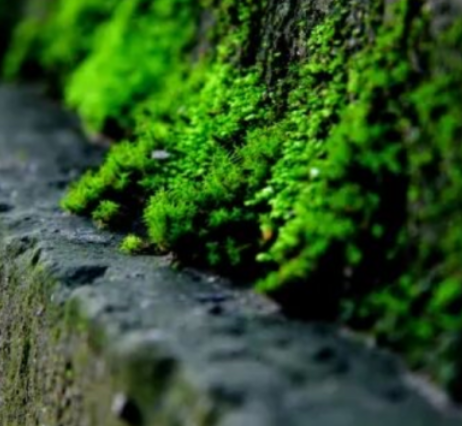 西安城墙 “长绿” 炸锅！雨水泡出的青苔仙境，镜头拉近看：每道砖缝都在发光！