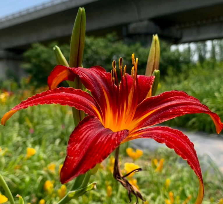 冤枉它几十年！这株 “忘忧草” 哪来的 “毒”？根本不含秋水仙碱！