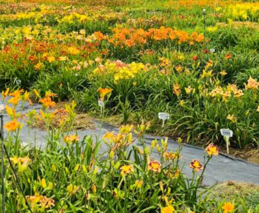 虹彩集团 4 个萱草新品种拟获植物新品种权 自主创新成果闪耀全国