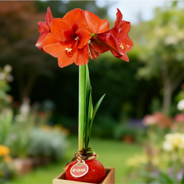 别再买普通年宵花了！蜡封朱顶红才是新年顶流！