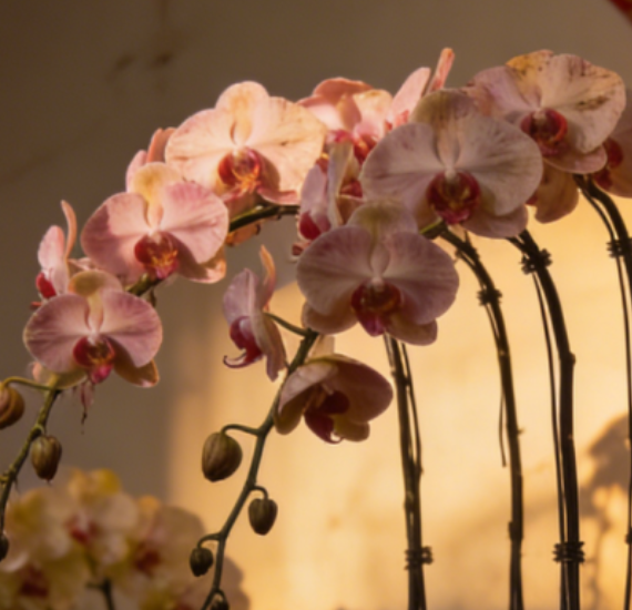 救命！2026年宵花节后全蔫了？6种爆款养护秘籍，看完直接救回来！