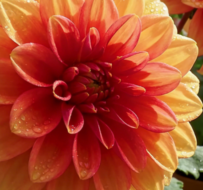 救命！3月养花就选这6种，新手零失败，养一次爱一年！