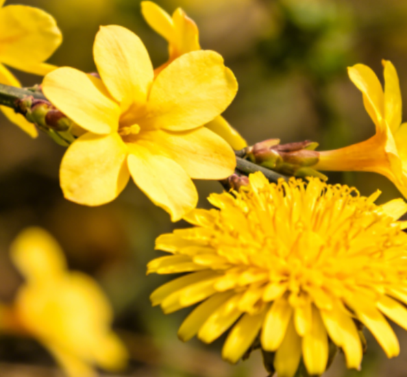 你说，早春的花为啥都是黄色？背后的原因太绝了!