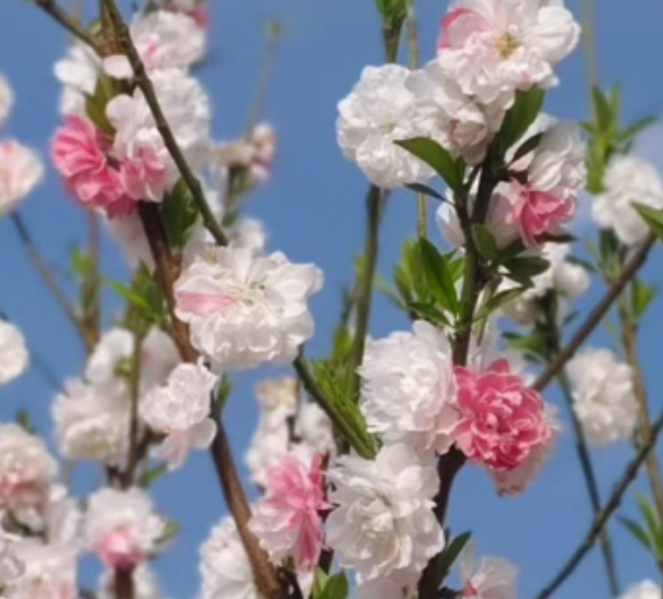 西安市内！全家出游天花板！虹彩花园好玩到不想走！