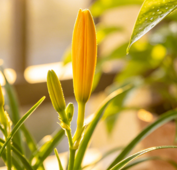 养花避坑｜90%花友栽在这3件事上！黄叶烂根全因瞎操作！